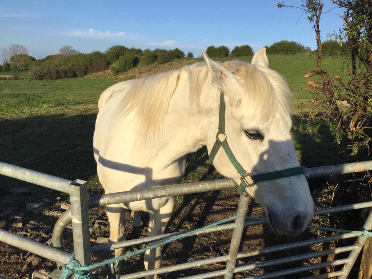 Westport Glamping At Doon Angus Farm Βίλα Εξωτερικό φωτογραφία